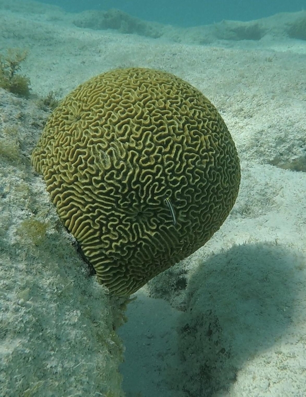 Brain Coral at Prickly Pear Cays in Anguilla 