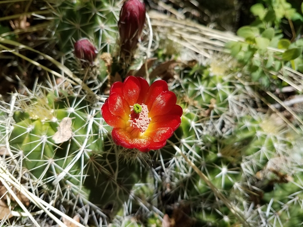 Bright red blooming Arizona hedgehog cacti in the Prescott National Forset  AZ