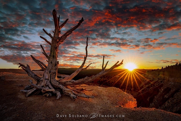 Bristlecone Pine Sunset - Ive taken a lot of pictures of this old tree over the years It overlooks a desert valley in Utah It has watched a lot of beautiful sunsets over its long life  DaveSoldanoImages