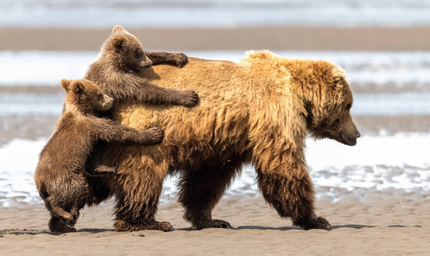 Brown bear cubs trying to catch a ride on their mothers back 