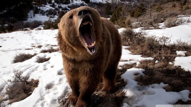 Brown bear roaring