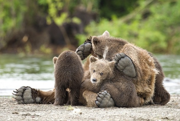 Brown bears Ursus arctos by Sergey Ivanov 