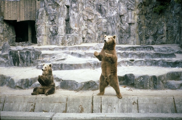 Brown Bears Ursus arctos Seoul Zoo  by Willard Losinger 
