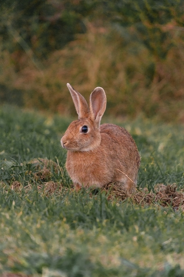 Brown Hare Photo credit by Adrian Pereira