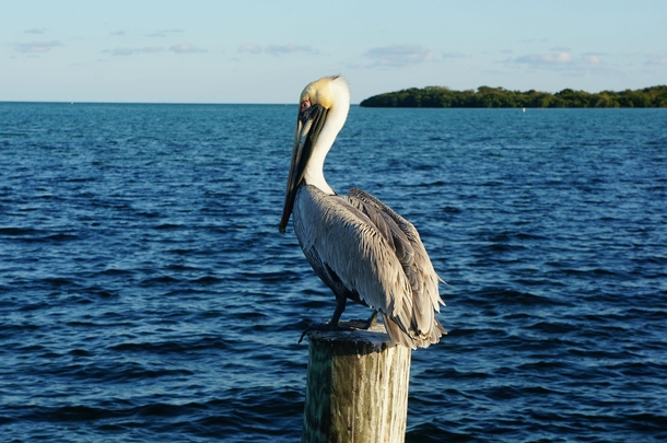 Brown pelican Pelecanus occidentalis in Key Largo FL 