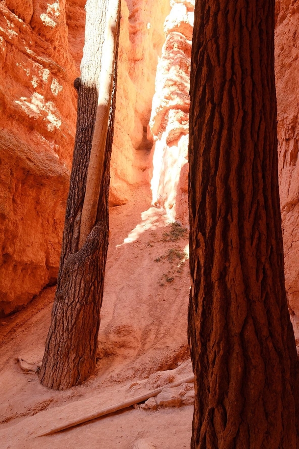 Bryce Canyon Utah - Navajo Trail 