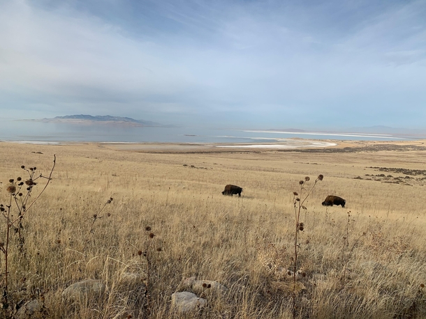 Buffalo on Antelope Island Utah 