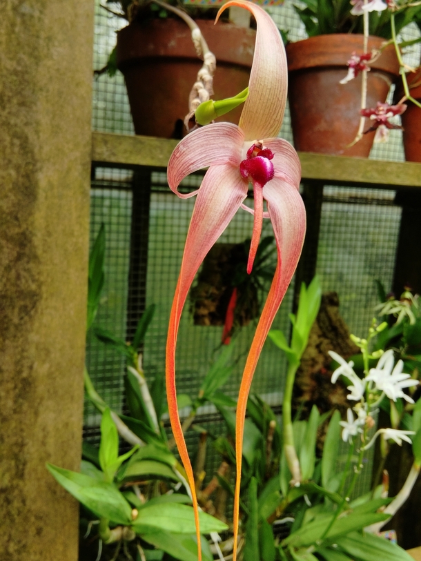 Bulbophyllum Echinolabium The powerful fragrance was at once repulsive and strangely alluring 