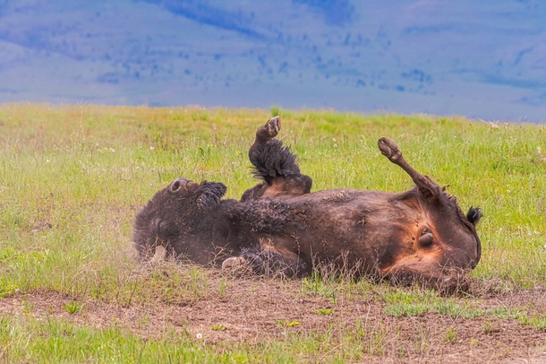 Bull bison enjoying a warm spring afternoon 