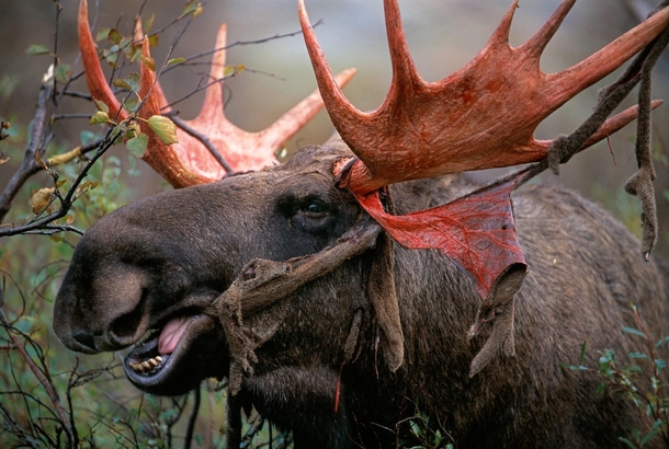 Bull moose shedding velvet
