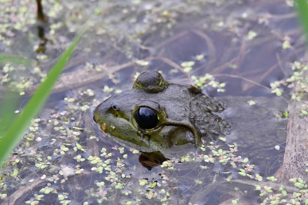 Bullfrog Photo credit to Chad Merda