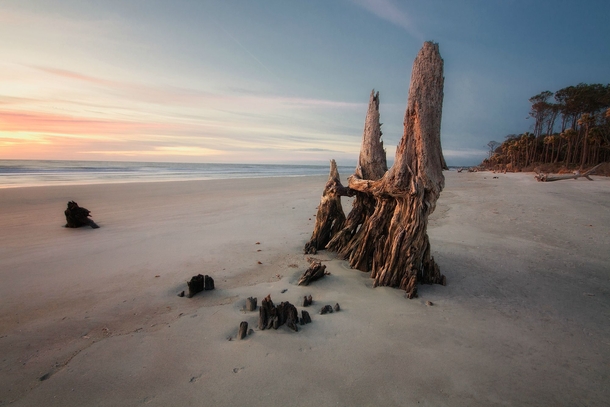 Buried driftwood is illuminated by the morning sunlight - along the coast of Hunting Island South Carolina 