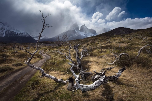 Burned Tree In Torres Del Paine National Park Chile  xpx