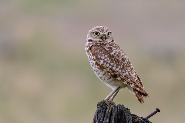 Burrowing Owl posting up on a well post 