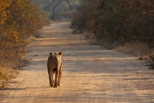 Bush traffic in Kafue NP Zambia Lone lioness - Panthera Leo 