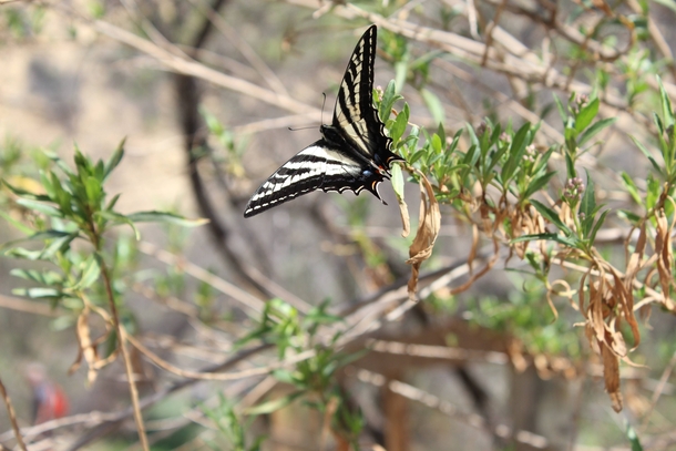 Butterfly at Century Lake Santa Monica Mountains Ca 