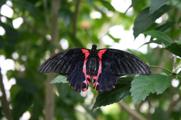 Butterfly at Chester Zoo England