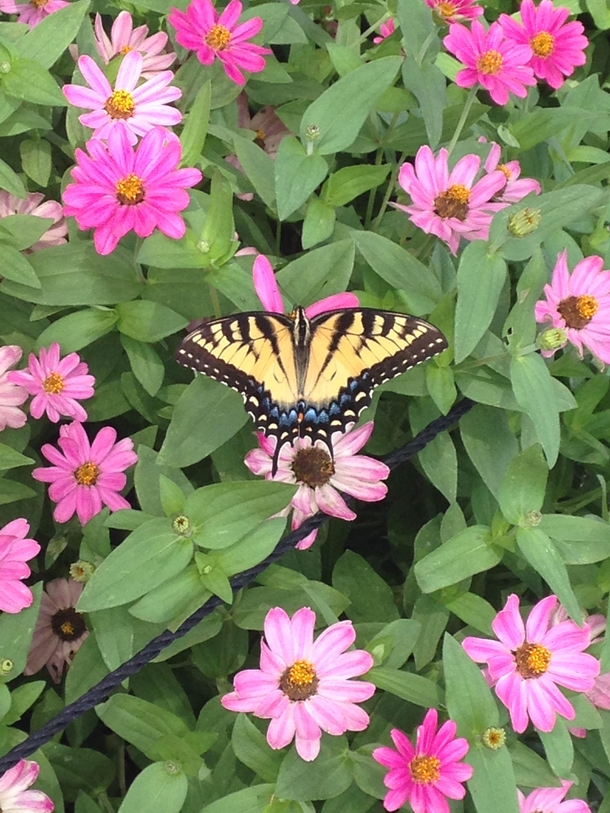 Butterfly having lunch Brooklyn Botanical Gardens