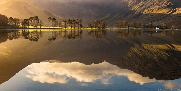 Buttermere Pines Lake District England 