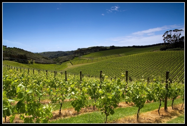 Cable Bay Vineyard in New Zealand 