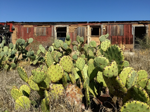 Cacti live here now - on the Texas Mexico border 