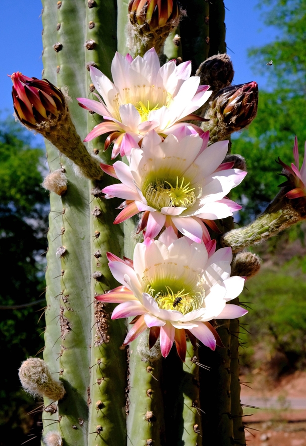 Cactus Blossomed