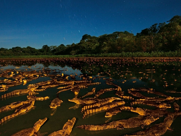 Caimans at Night Brazil 