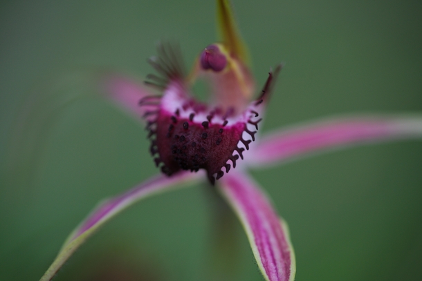 Caladenia arenicola carousel spider orchid 