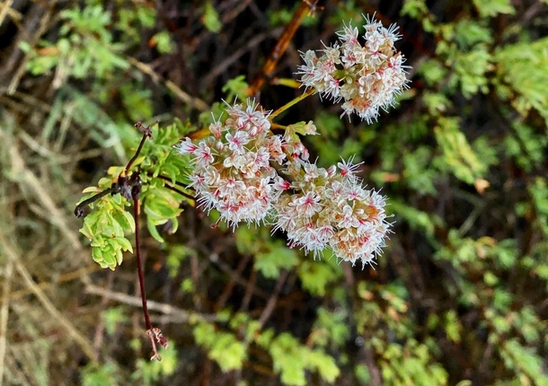 California Buckwheat Eriogonum fasciculatum first bloom in the chaparral 