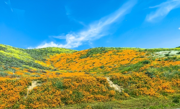California Hills after the rain blooming OC