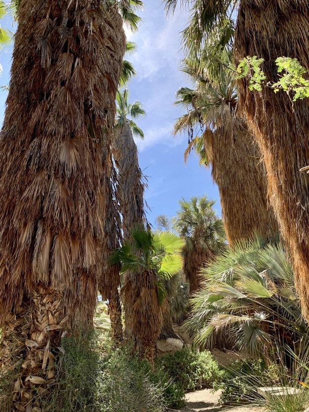 California Palms The Living Desert Zoo and Gardens CA 