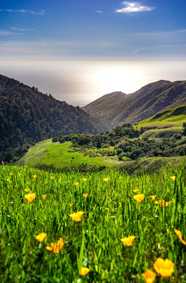 California poppies along Californias Big Sur coast 