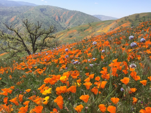 California Poppies at Tejon Ranch CA elevation  feet 