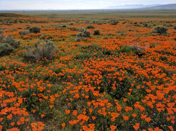 California Poppies blooming Antelope Valley Poppy Reserve CA 