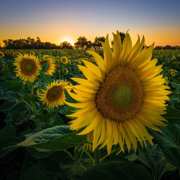California Sunflowers 