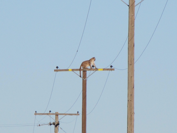 California USA A mountain lion climbed up a -foot-high wooden power pole Tuesday 