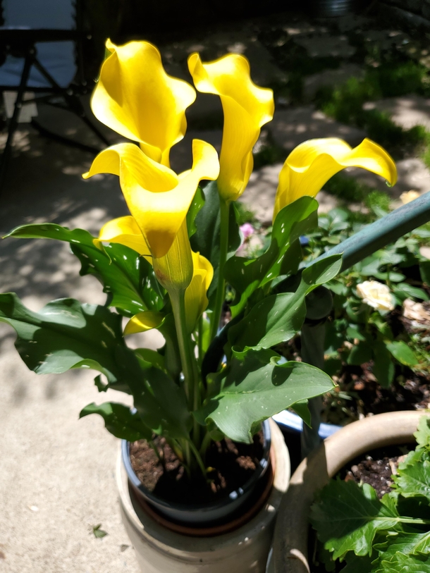 Calla Lillies I bought today They were too pretty to resist