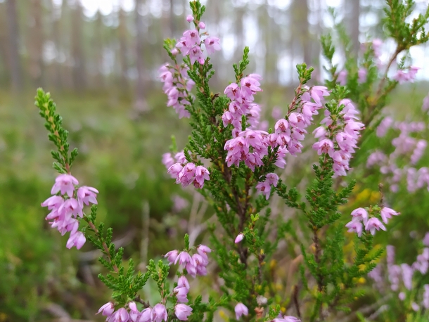 Calluna vulgaris or common heather One of the rare things that would force me to go into swamps 