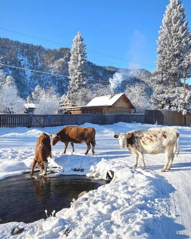 Calm and peaceful life of small villages in Altai Photo gladkaya