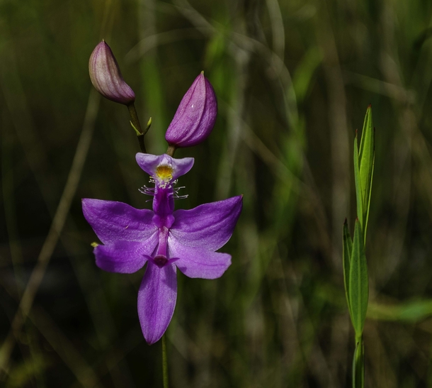 Calopogon tuberosus from this morning in Mississippi