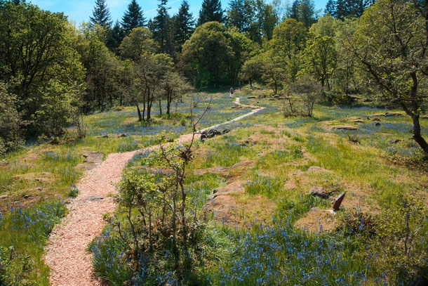 Camassia Natural Area West Linn OR More info about this unique ecosystem in comments 