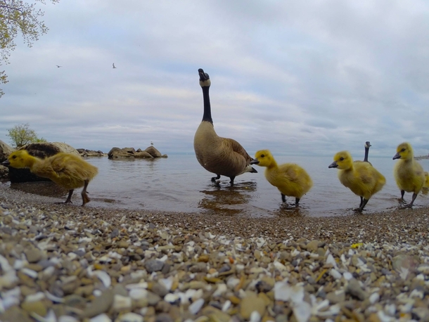 Canada geese family on Lake Ontario 