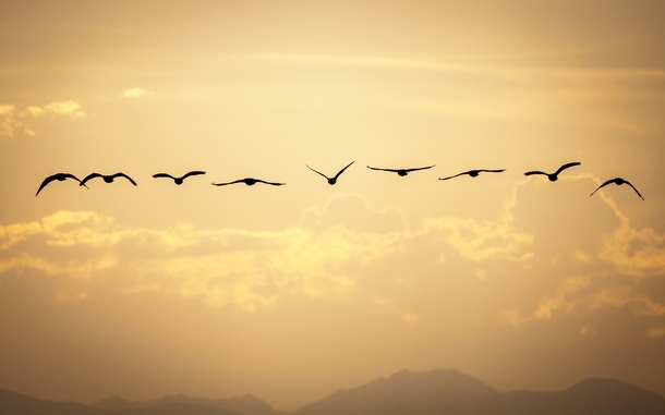 Image result for canada geese flying