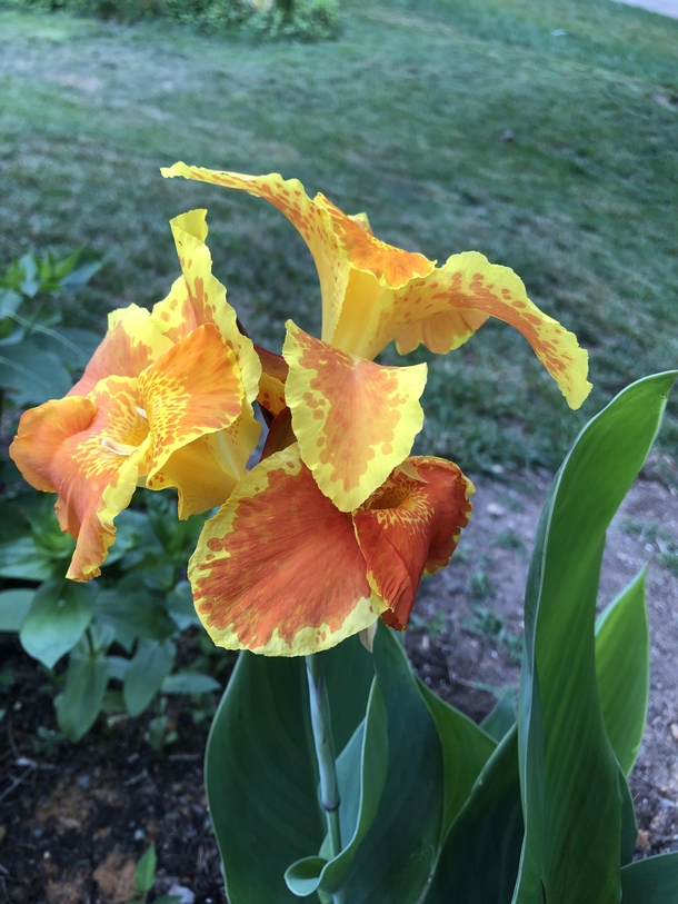 Canna lily-first bloom