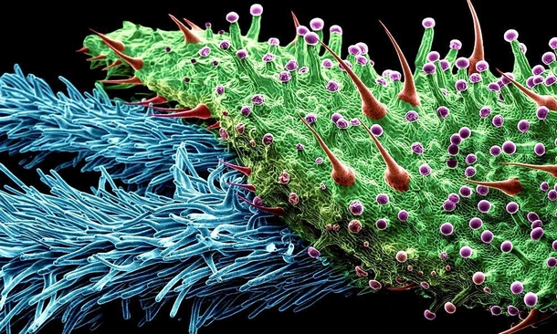 Cannabis bud up close A scanning electron microscope image shows four types of trichomes on the edge of a bract leaf collected from a large bud A bract is what encapsulates the female plants reproductive parts and appears as green shaped leaves covered in