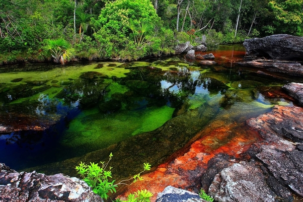 Cao Cristales Colombia - The river is commonly called The River of Five Colors The Liquid Rainbow or even  The Most Beautiful River in the World due to its striking colors like yellow green blue black and red All credit goes to Filiberto Pinzn El Tiempo 