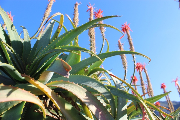 Cape Aloe Aloe Ferox  Kirstenbosch Botanical Gardens - Cape Town South Africa  original content