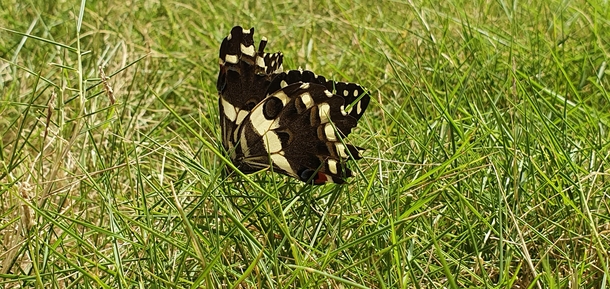 Captured this Moth in my garden 