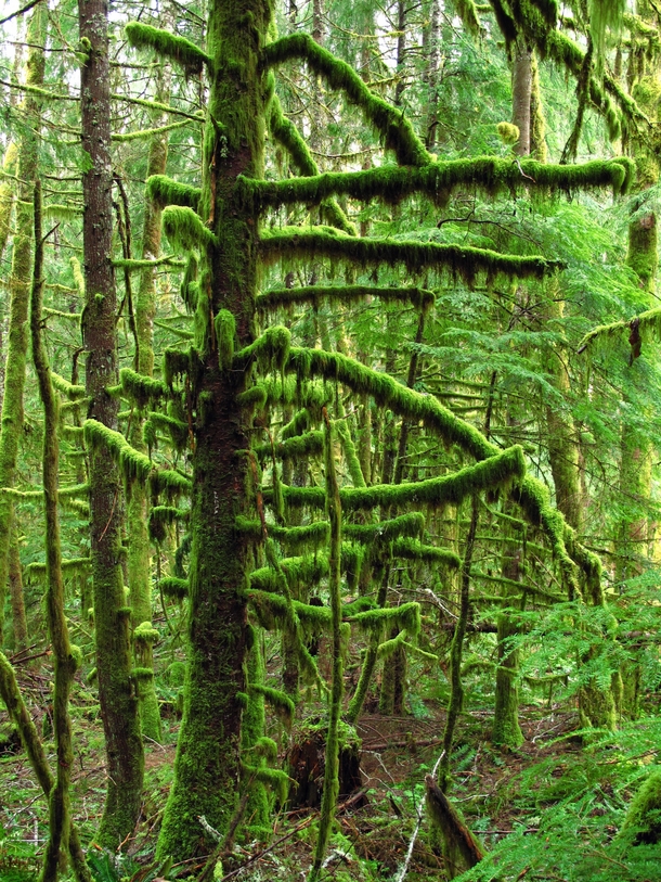 Carbon River rainforest Mount Rainier National Park Washington State 