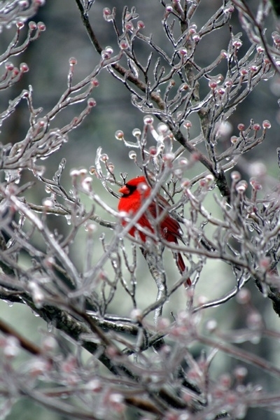 Cardinal on a frozen tree 